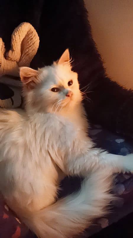 Persian male kitten 7