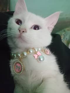 Persian Khao Cute Cat For Sale