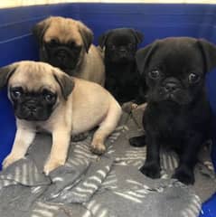 pug puppies available looking for a new home