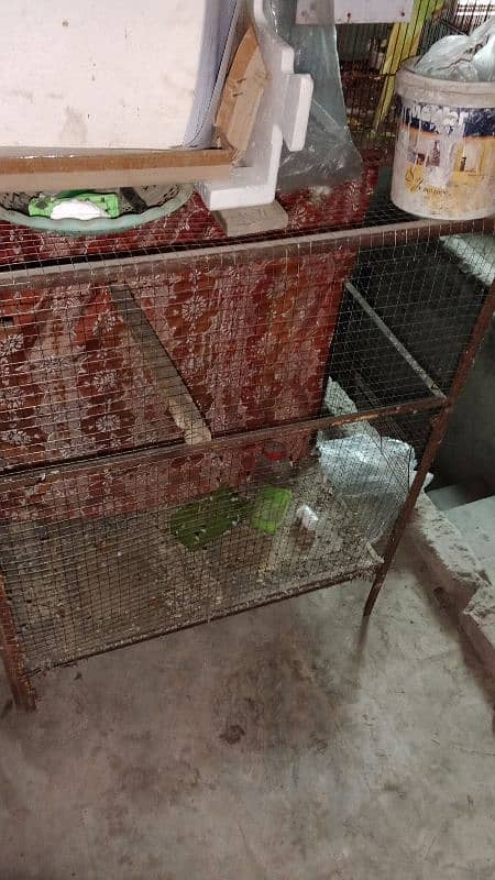 incubator and master cage for raw, ringneck and other birds 7