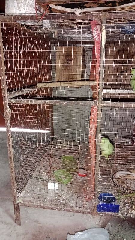 incubator and master cage for raw, ringneck and other birds 8