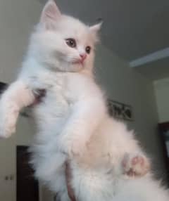 White Persian kitten triple coat