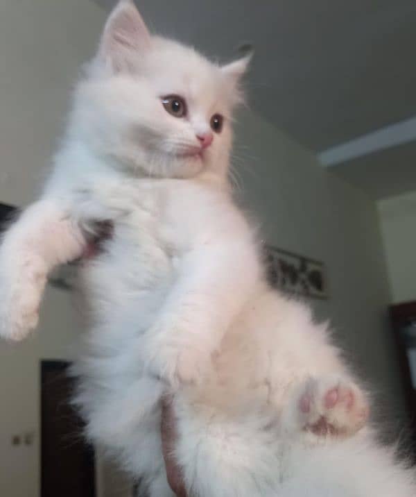 White Persian kitten triple coat 0