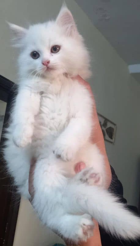 White Persian kitten triple coat 1