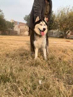 siberian husky male for sale and stud