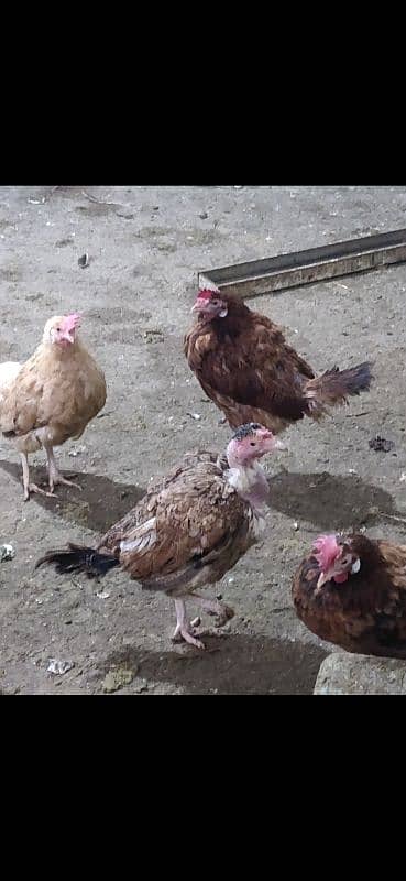 Golden Misri | Big Eggs Laying | Young Hens 1