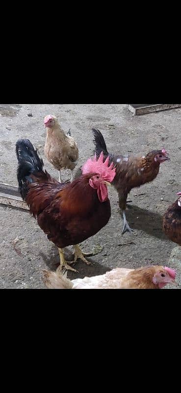 Golden Misri | Big Eggs Laying | Young Hens 4