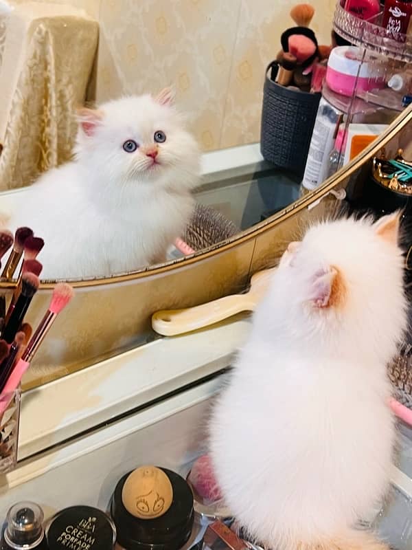 high quality kitten|Punch face Kittens|persian cat|cute|tripple|fluffy 2