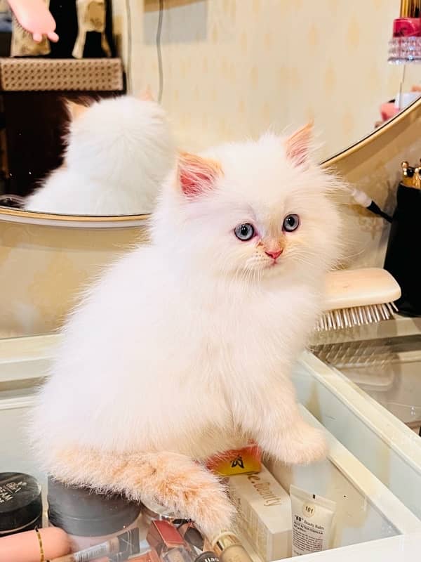 high quality kitten|Punch face Kittens|persian cat|cute|tripple|fluffy 8