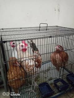 chickens with cage