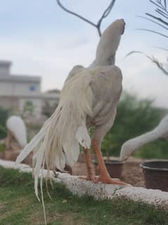 PARRAT BEAK & SHAMOO CROSS MALE