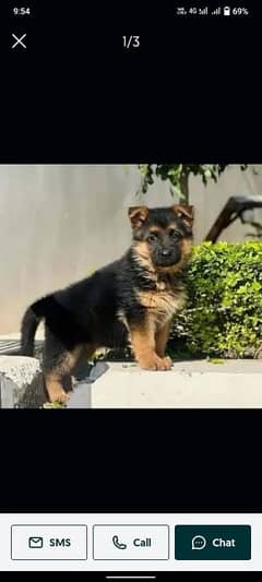 German Shepherd puppy| Long Coat puppies | Dog For Sale | GSD