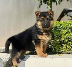 German Shepherd puppy| Long Coat puppies | Dog For Sale | GSD