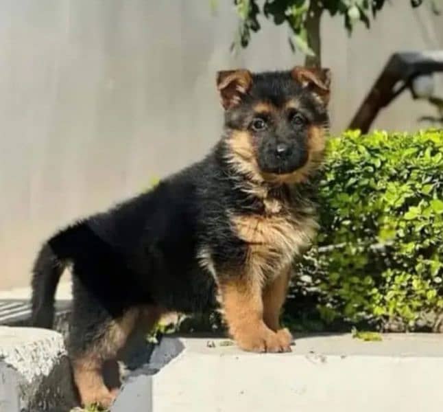 German Shepherd puppy| Long Coat puppies | Dog For Sale | GSD 0