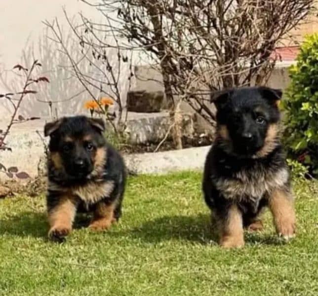 German Shepherd puppy| Long Coat puppies | Dog For Sale | GSD 1