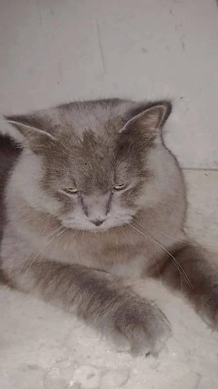 Gray male cat for sale 0