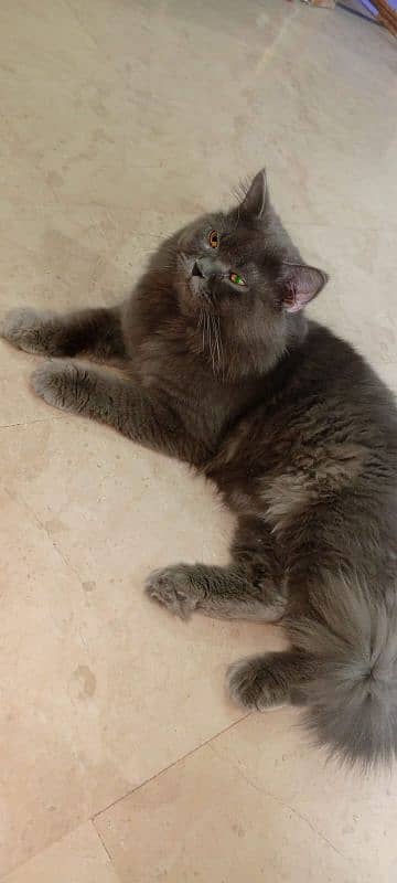 Gray male cat for sale 1