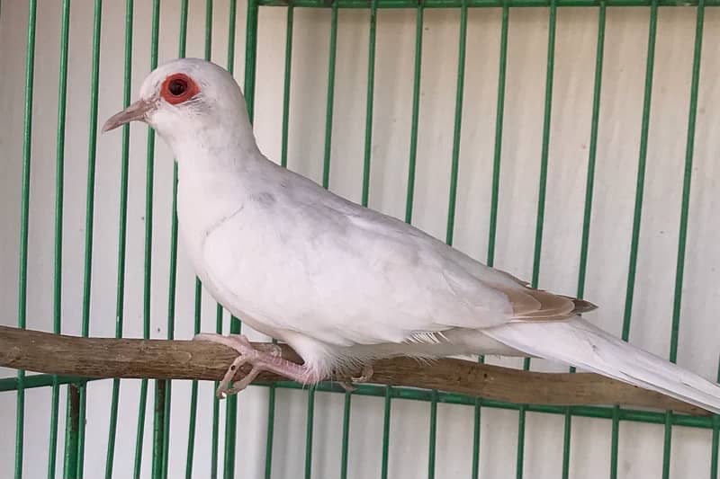 Breeder Snow white red eyes females for sale 0