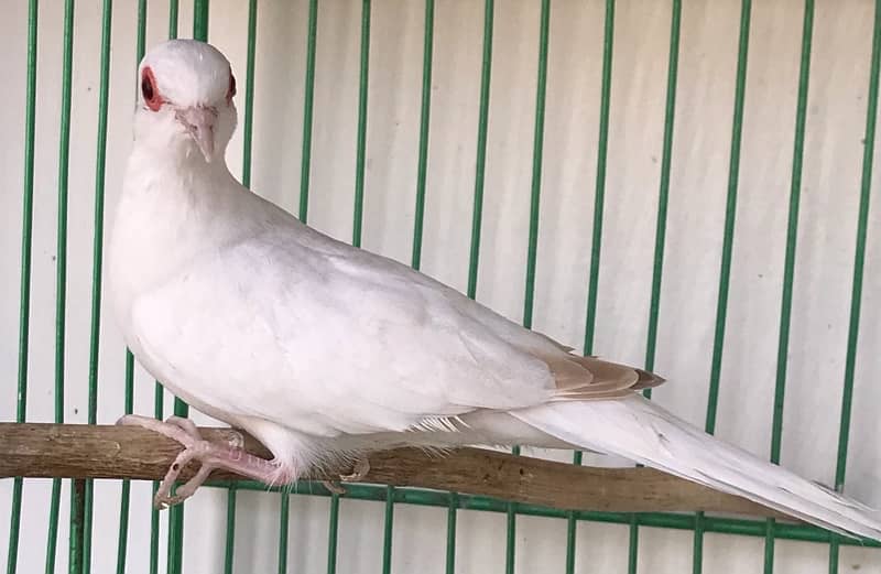 Breeder Snow white red eyes females for sale 1