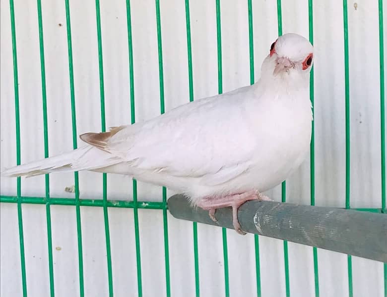 Breeder Snow white red eyes females for sale 2