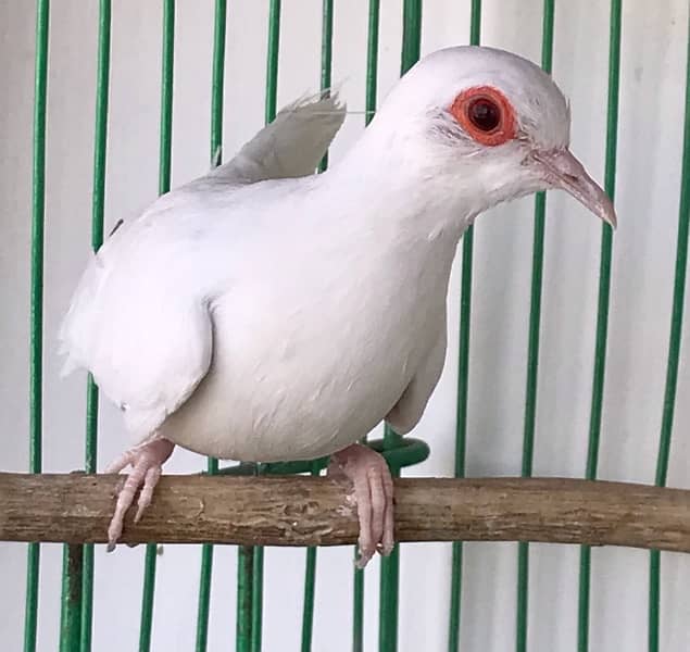 Breeder Snow white red eyes females for sale 3