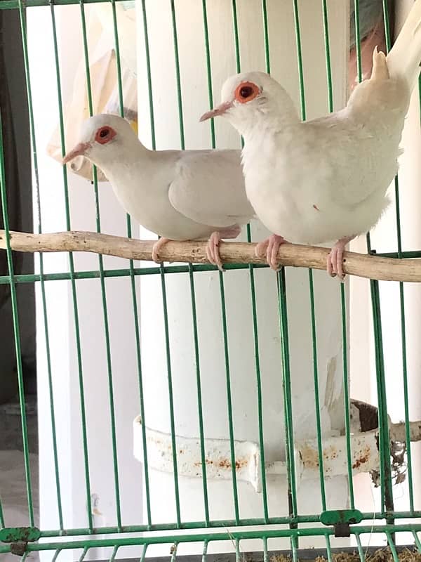 Breeder Snow white red eyes females for sale 5