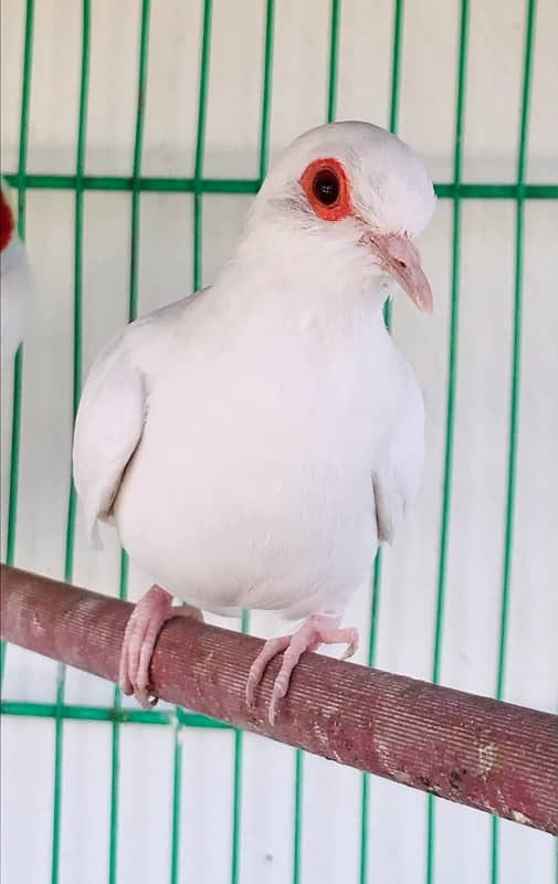 Breeder Snow white red eyes females for sale 6