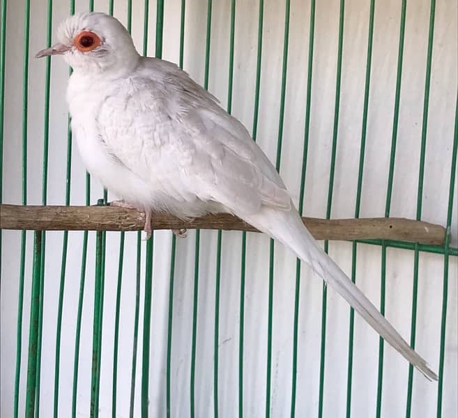 Breeder Snow white red eyes females for sale 7