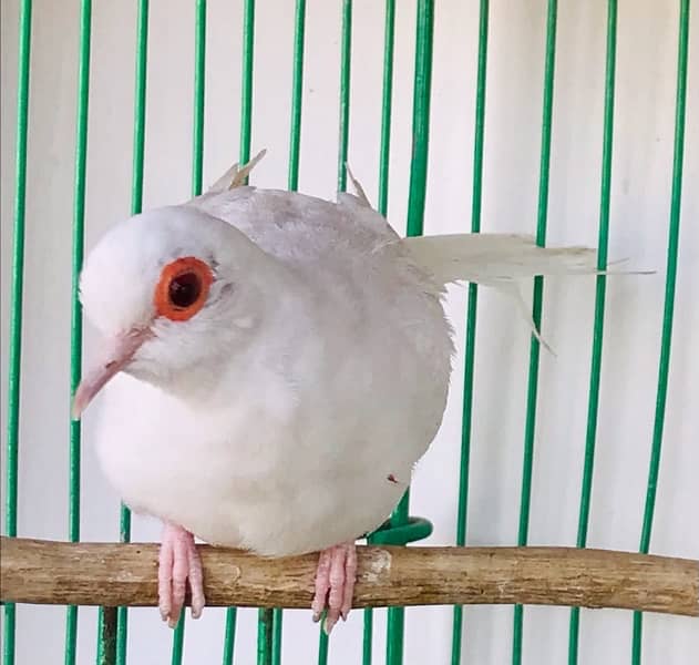 Breeder Snow white red eyes females for sale 8