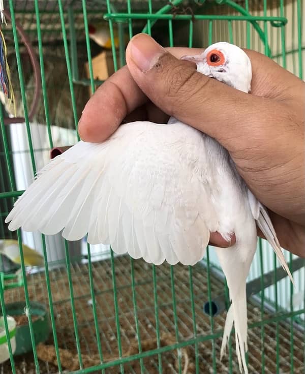 Breeder Snow white red eyes females for sale 10