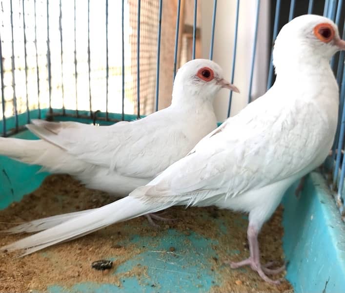 Breeder Snow white red eyes females for sale 12