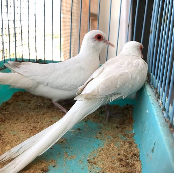 Breeder Snow white red eyes females for sale 14