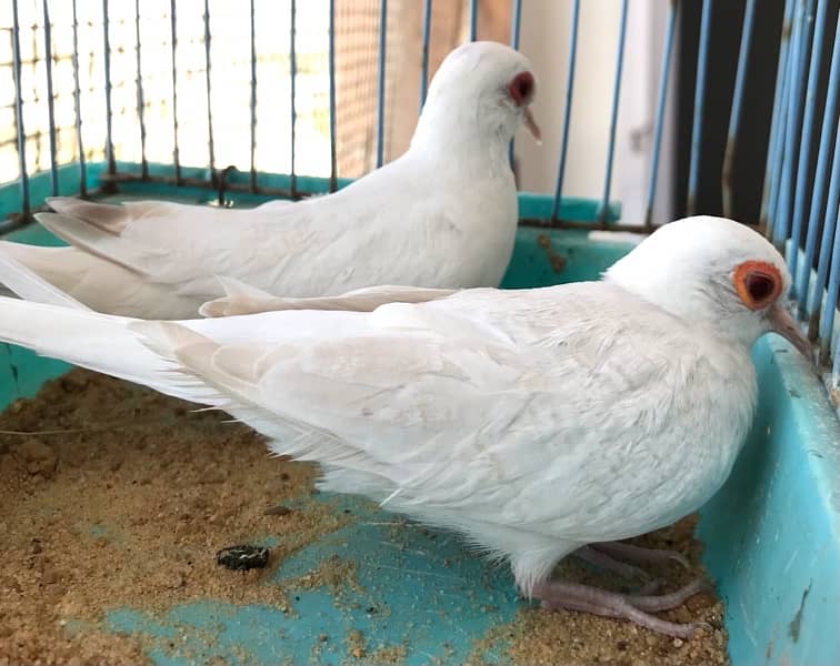 Breeder Snow white red eyes females for sale 15