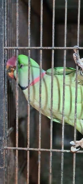 Parrots for sale 0