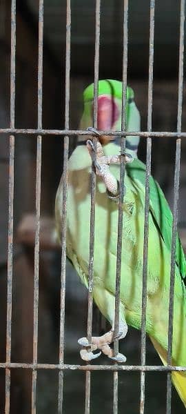 Parrots for sale 1