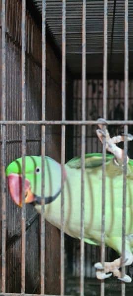 Parrots for sale 2