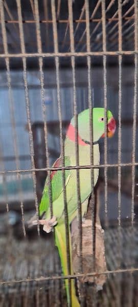 Parrots for sale 3