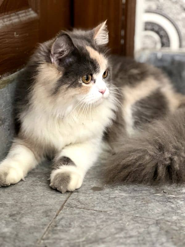 persion cat | persion kitten | Triple Coated Cat | Cat for Sale 1