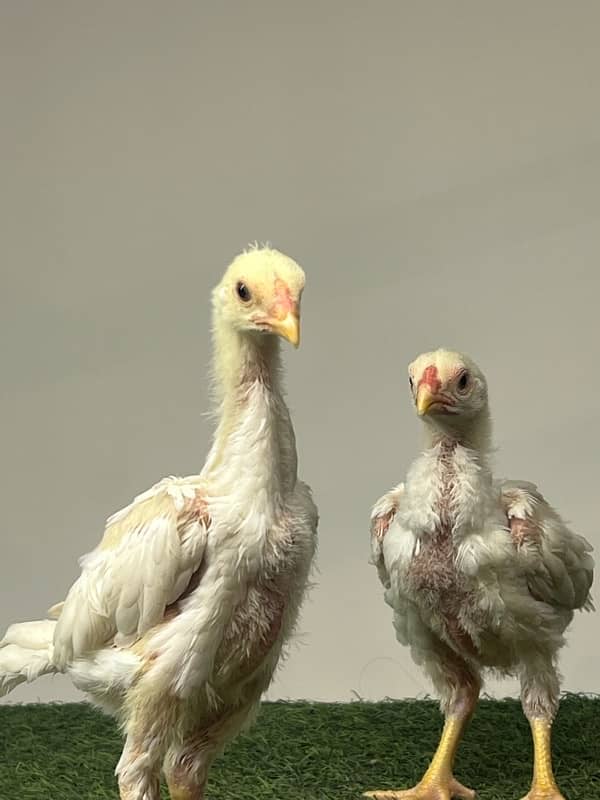 Shamo Chicks | hen | Shamo Black | Hopeland | Aseel | Fancy Birds 1