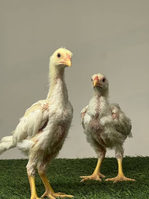 Shamo Chicks | hen | Shamo Black | Hopeland | Aseel | Fancy Birds 2