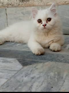 Cute Cat for Sale