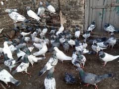 top Quality pigeons mixed for sale