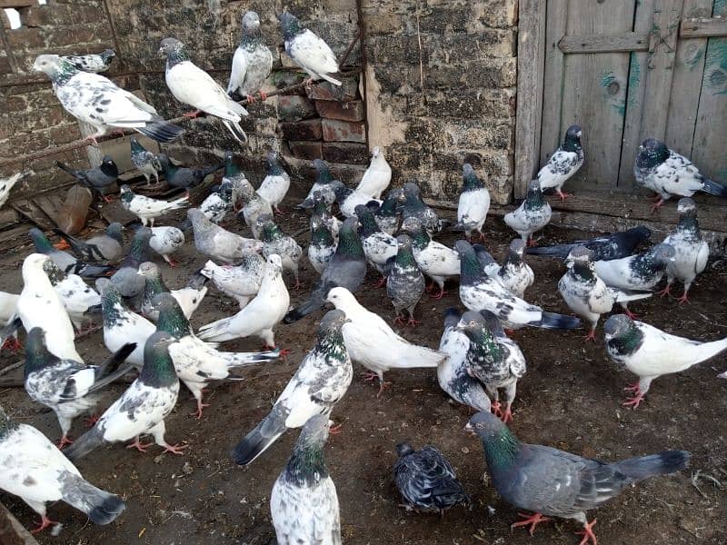 top Quality pigeons mixed for sale 0