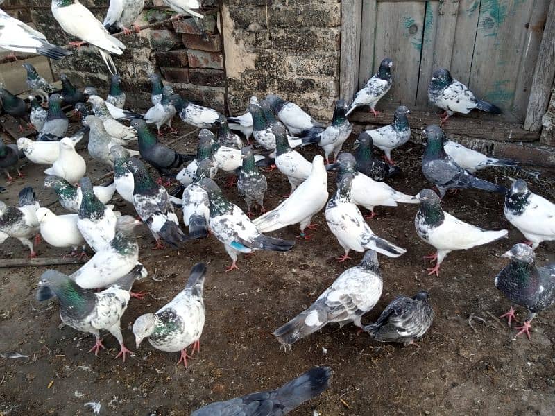 top Quality pigeons mixed for sale 1