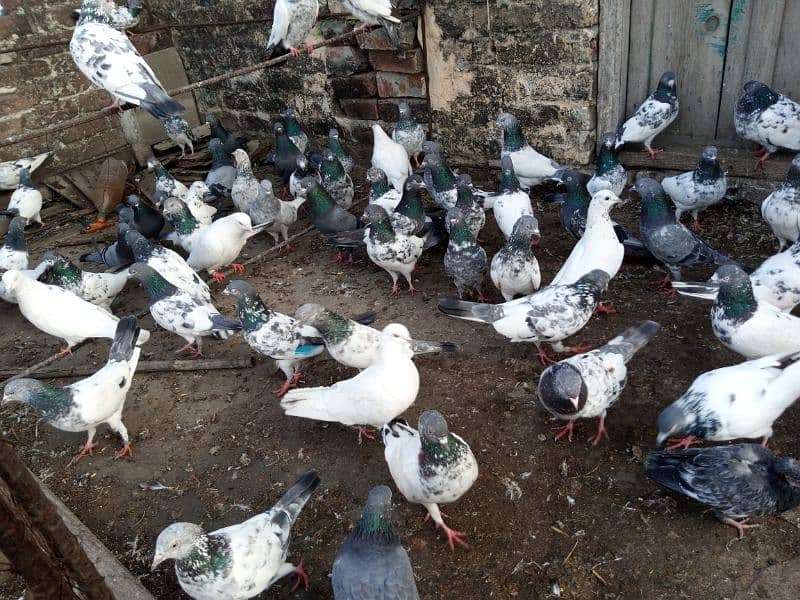 top Quality pigeons mixed for sale 2