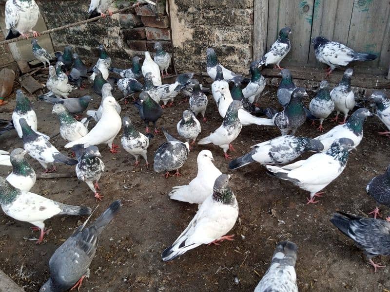 top Quality pigeons mixed for sale 3