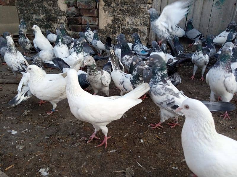 top Quality pigeons mixed for sale 4