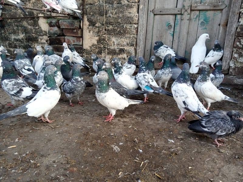 top Quality pigeons mixed for sale 5