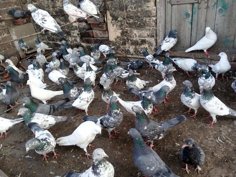 top Quality pigeons mixed for sale 6