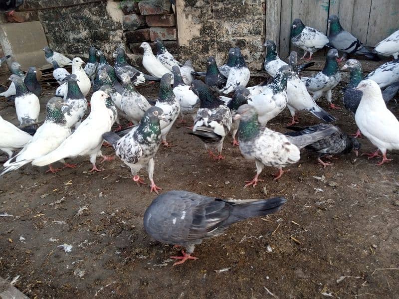 top Quality pigeons mixed for sale 7